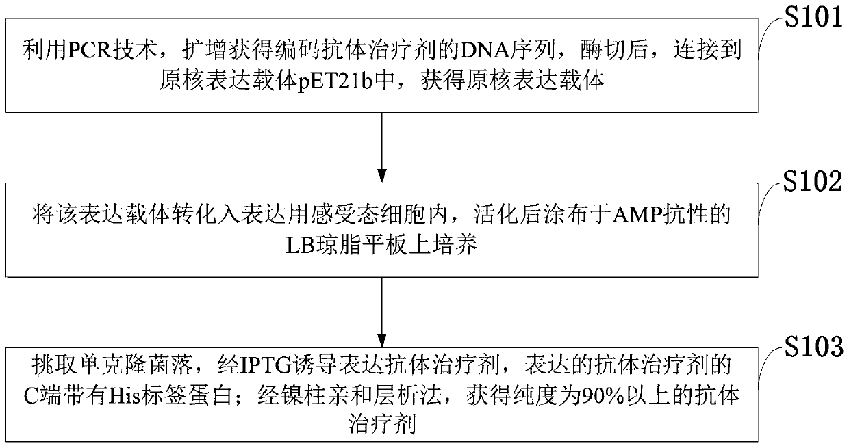 Antibody for inhibiting replication of PRRS virus, expression vector and therapeutic agent