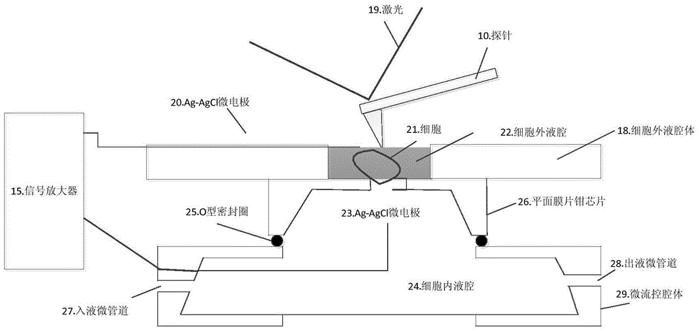 A cell physiological information detection system and detection method thereof