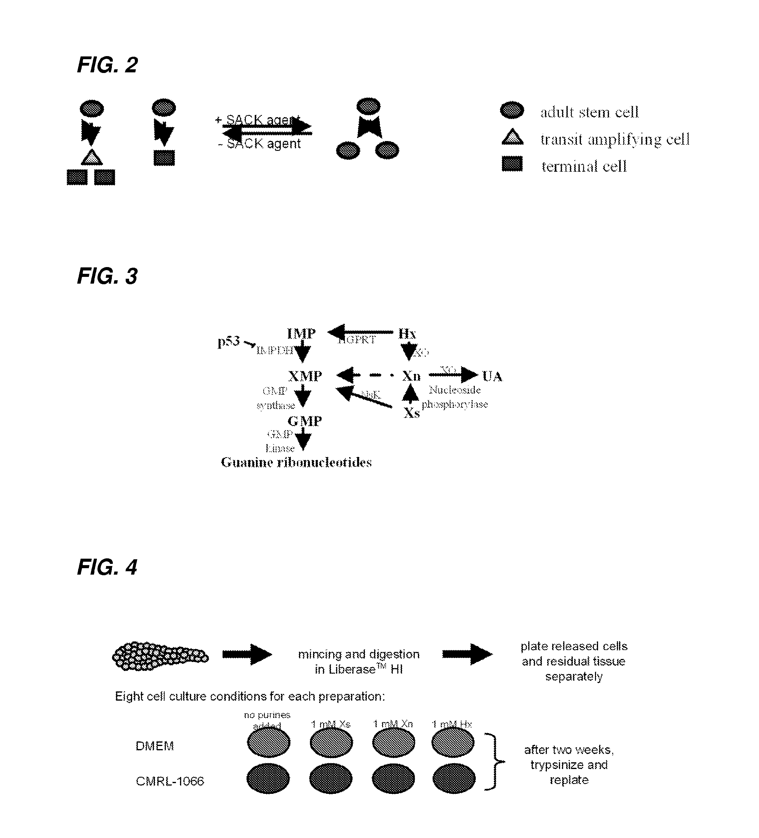 Methods for producing pancreatic precursor cells and uses thereof