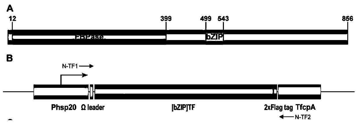 A dna sequence and its application