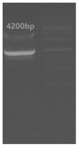 A dna sequence and its application