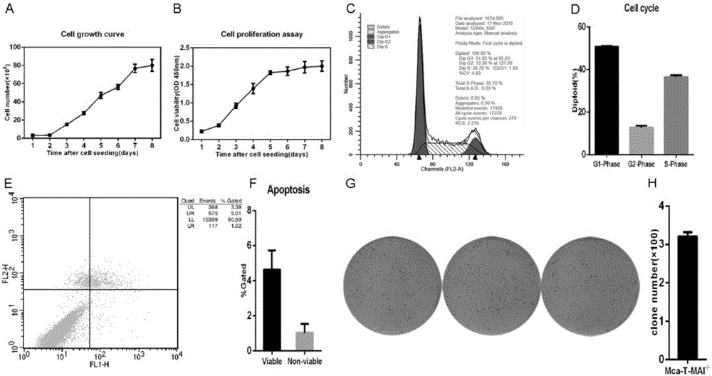 Oral squamous carcinoma cell strain as well as preparation method and applications thereof