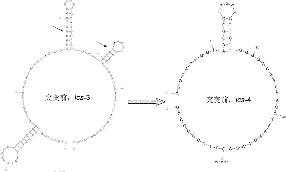 Method for realizing over expression of thermostable laccase gene through location transformation