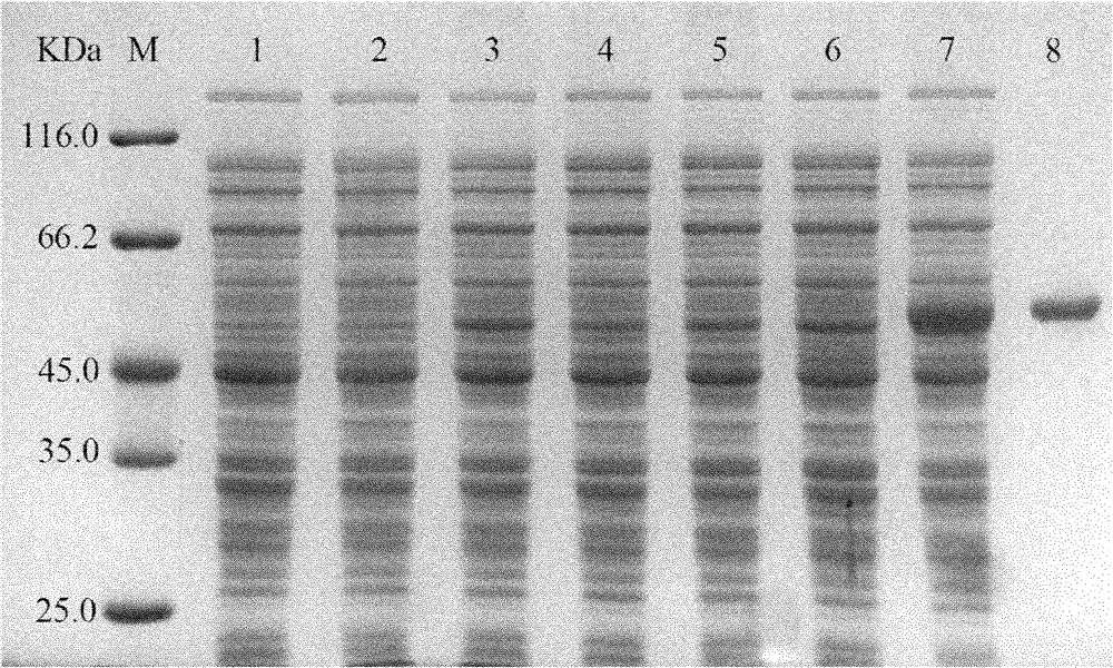 Method for realizing over expression of thermostable laccase gene through location transformation