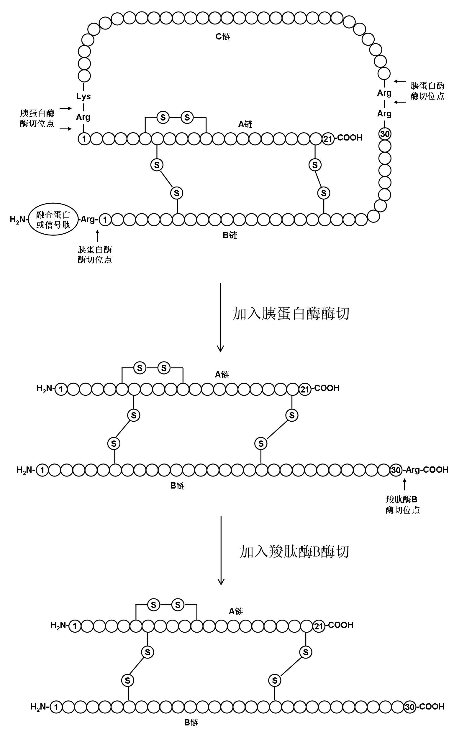 Preparation method of insulin