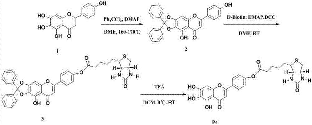 Application of scutellarin biotin-labeled probe and related PKM2 kinase inhibitor