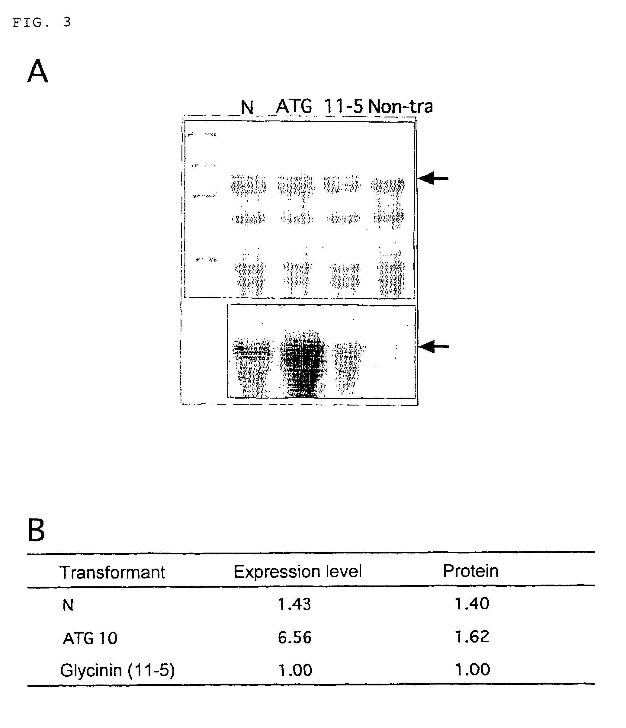 Method of accumulating foreign gene product in plant seed at high level