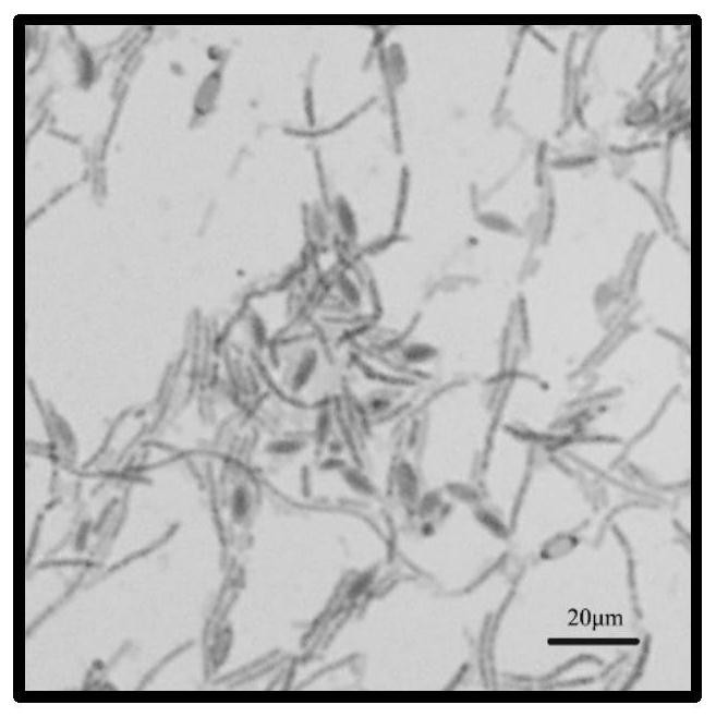 A Batavia bacillus by08 and its application