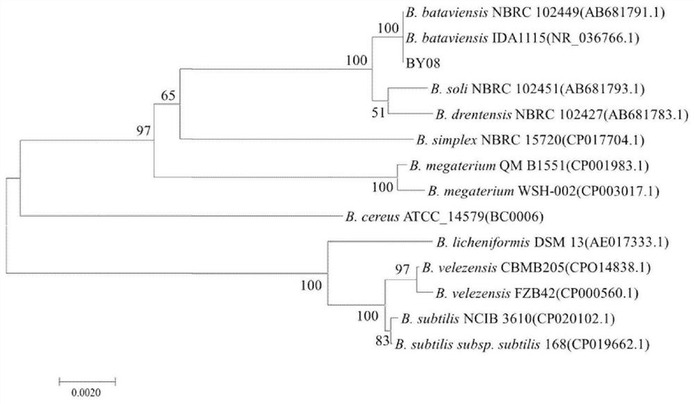 A Batavia bacillus by08 and its application