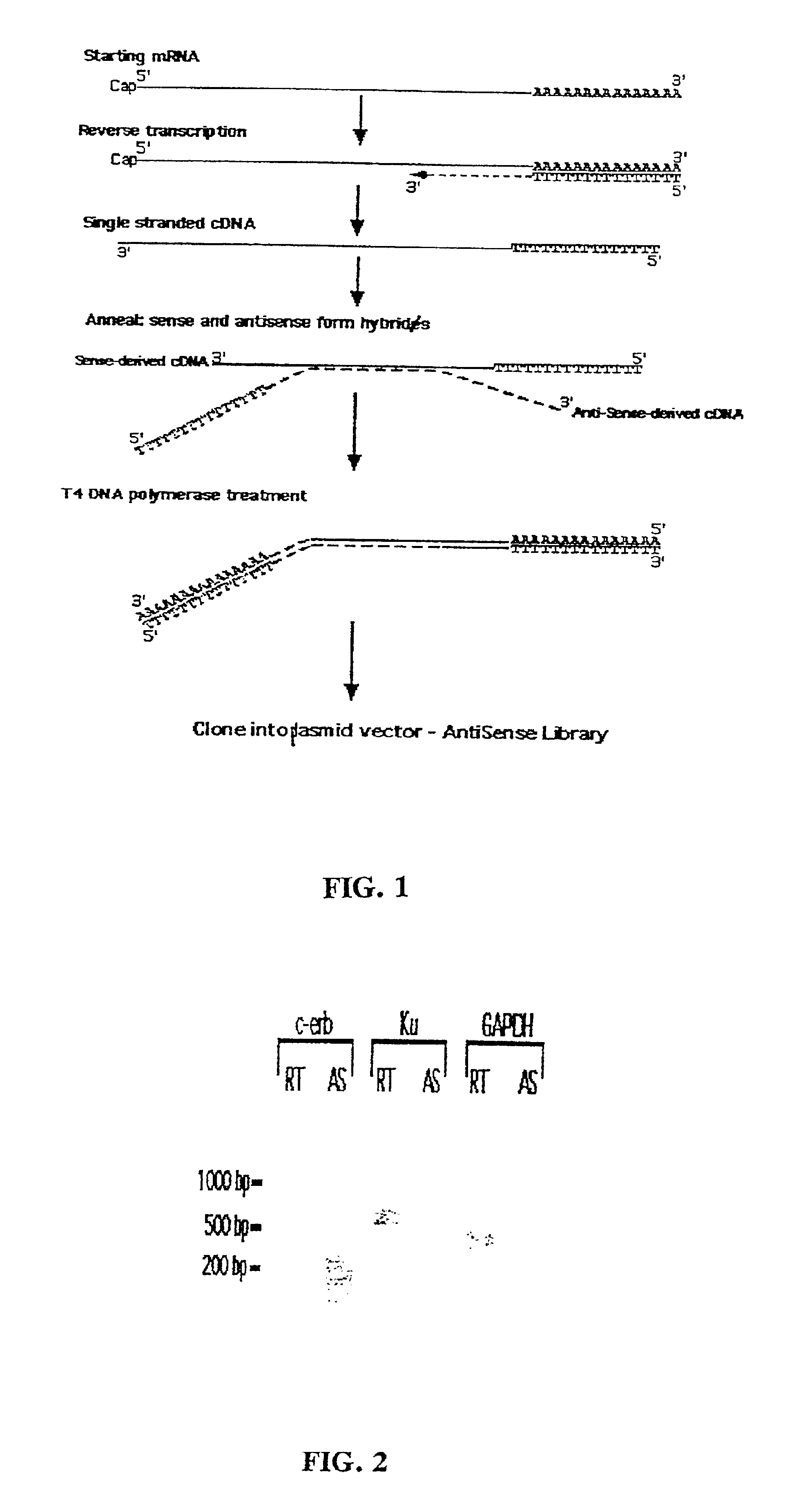 Method for enrichment of natural antisense messenger RNA