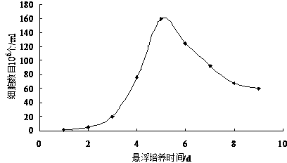 Myricaria laxiflora callus and suspension cell granule culturing method