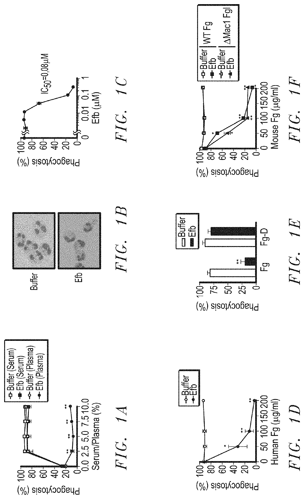 Compositions and use of a fibrinogen binding motif present in EFB and COA for therapeutics and vaccines against <i>Staphylococcus aureus </i>