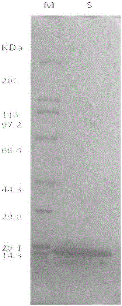 Method for extracting myoglobin in pig hearts and human total antioxidant status kit containing myoglobin