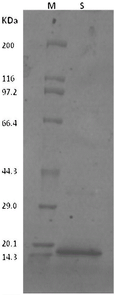 Method for extracting myoglobin in pig hearts and human total antioxidant status kit containing myoglobin