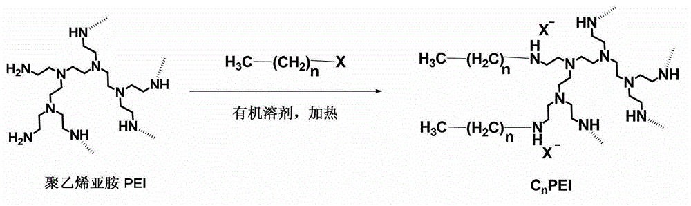 Hydrophobic-modified polyethyleneimine and application thereof as protein carrier