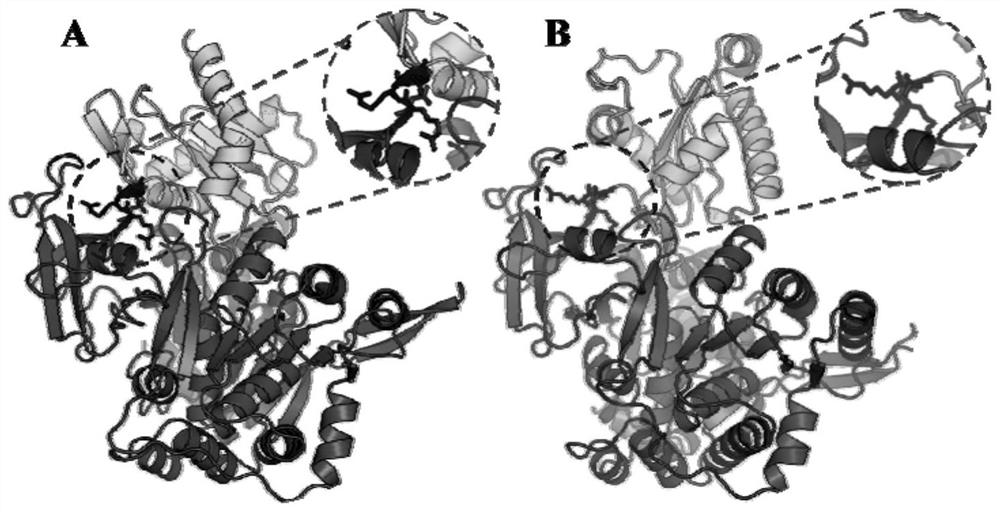 Carboxylic acid reductase mutant with improved catalytic activity and coding gene, genetically engineered bacterium and application thereof