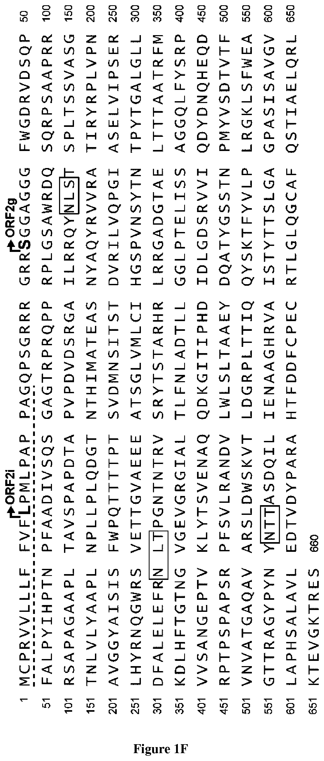 Hepatitis e virus orf2 capsid polypeptides and uses thereof