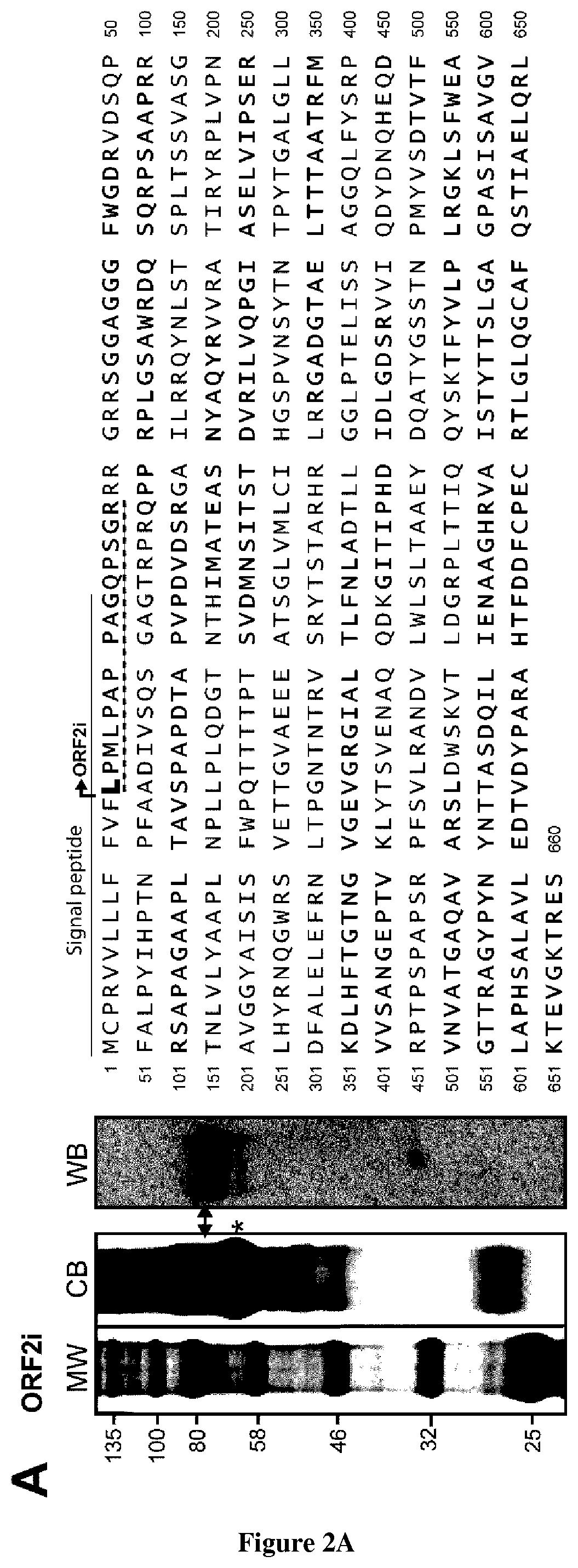 Hepatitis e virus orf2 capsid polypeptides and uses thereof