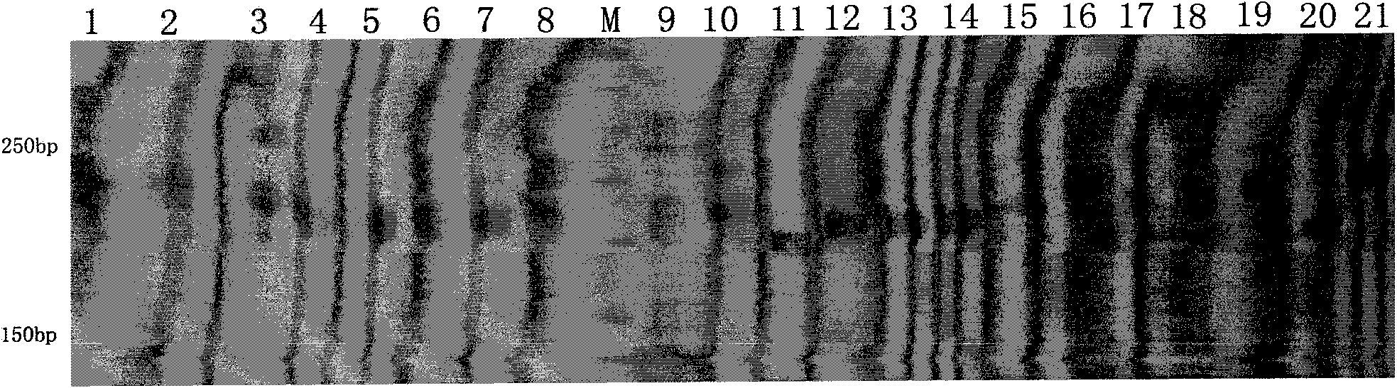 Polygonatum filipes microsatellite markers