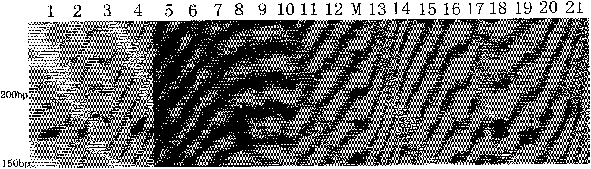 Polygonatum filipes microsatellite markers