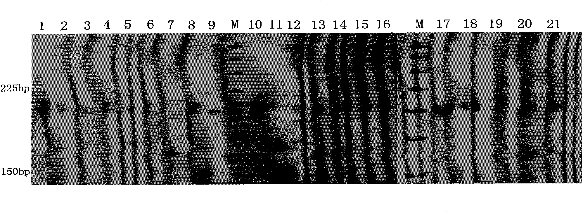 Polygonatum filipes microsatellite markers