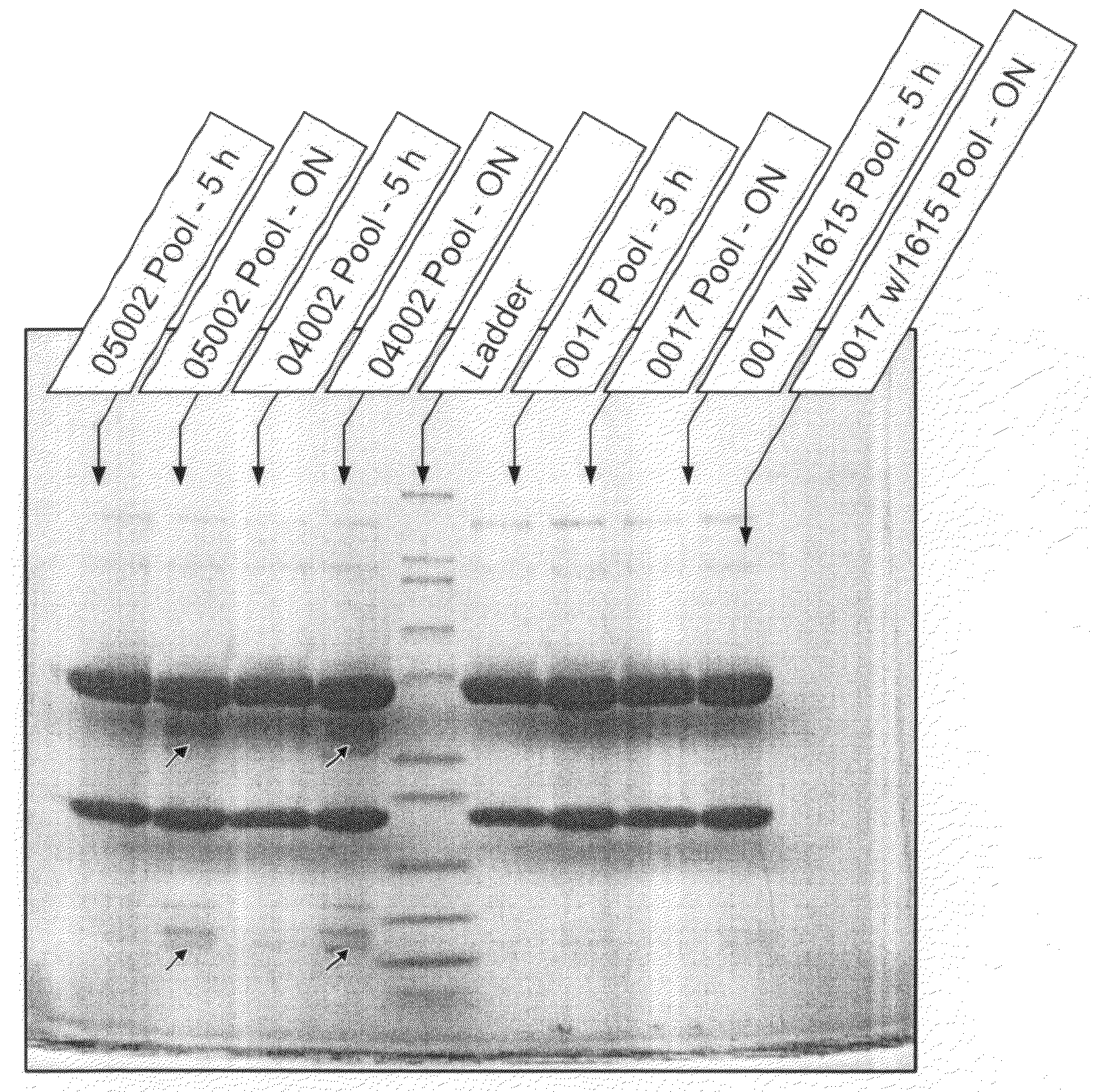 High-sensitivity proteolysis assay