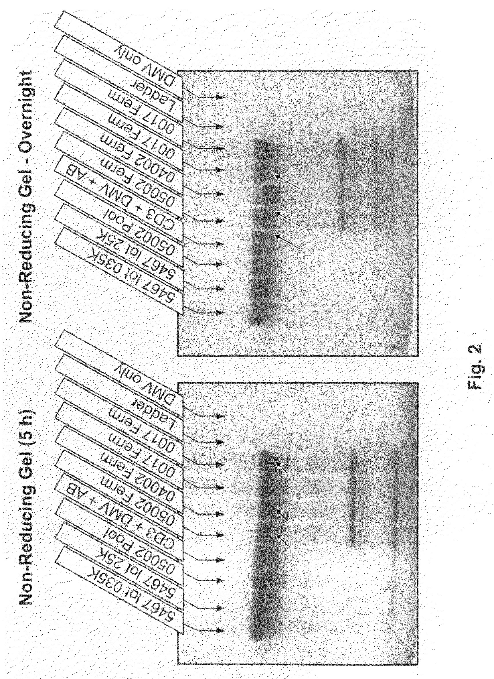 High-sensitivity proteolysis assay