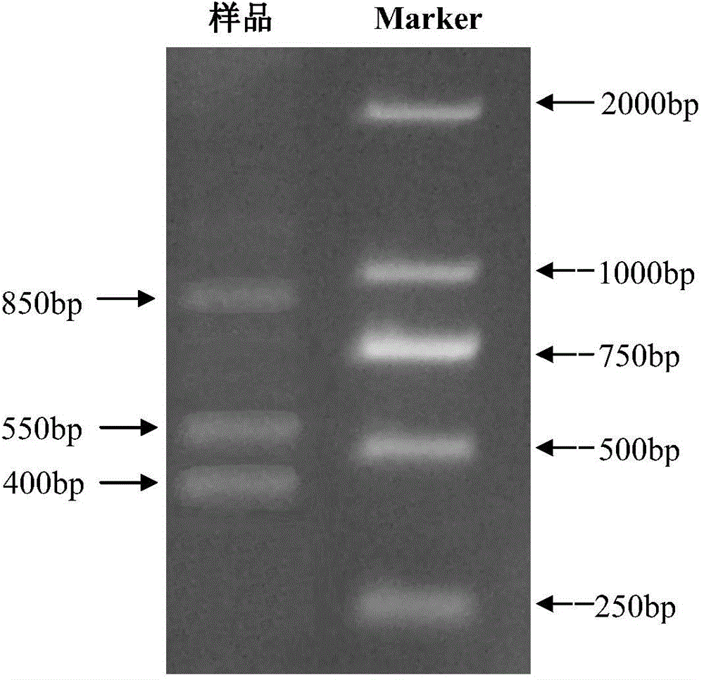 Aeromonas hydrophila tetracycline drug-resistance gene detection method