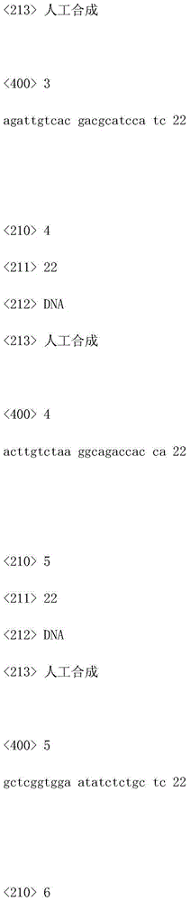 Aeromonas hydrophila tetracycline drug-resistance gene detection method