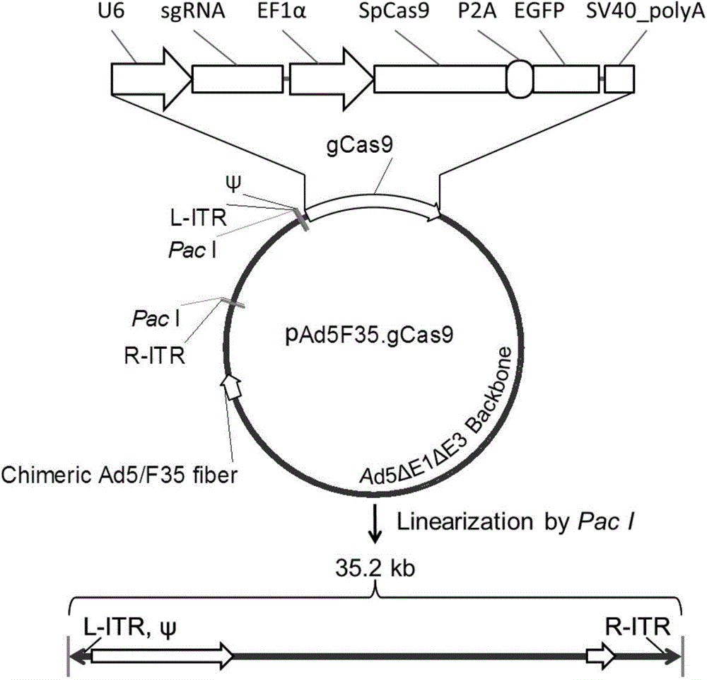 Method for inhibiting HIV-1 infectious agent from infecting primary lymphocyte by utilizing CRISPR/Cas9