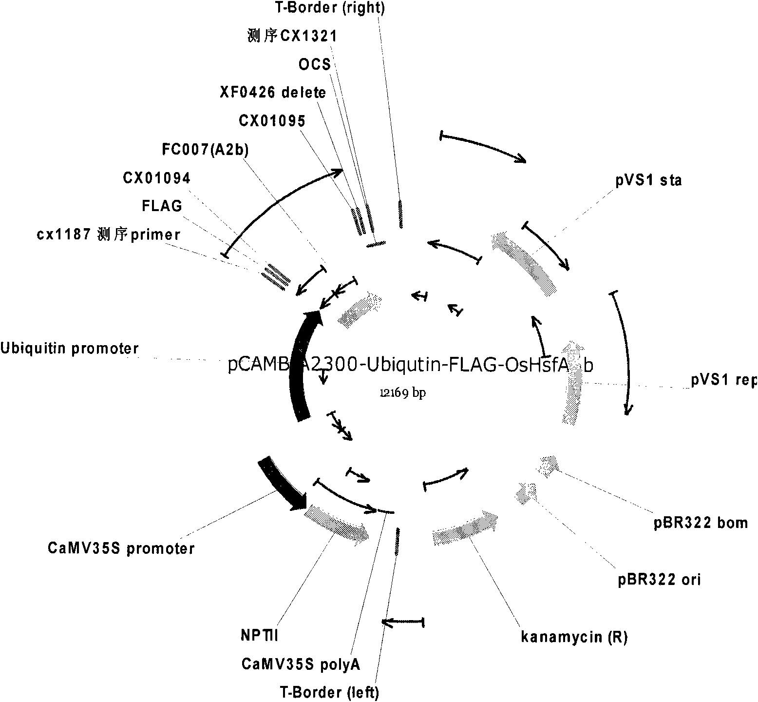 Application of rice heat stress transcription factor in novel variety cultivation