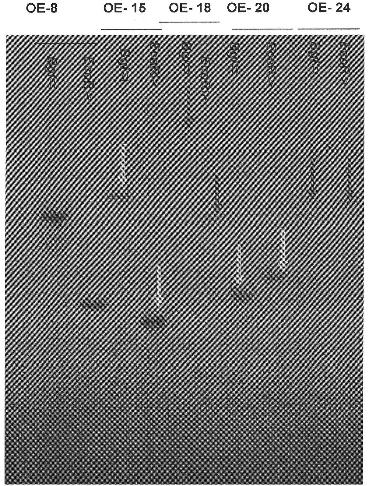 Application of rice heat stress transcription factor in novel variety cultivation