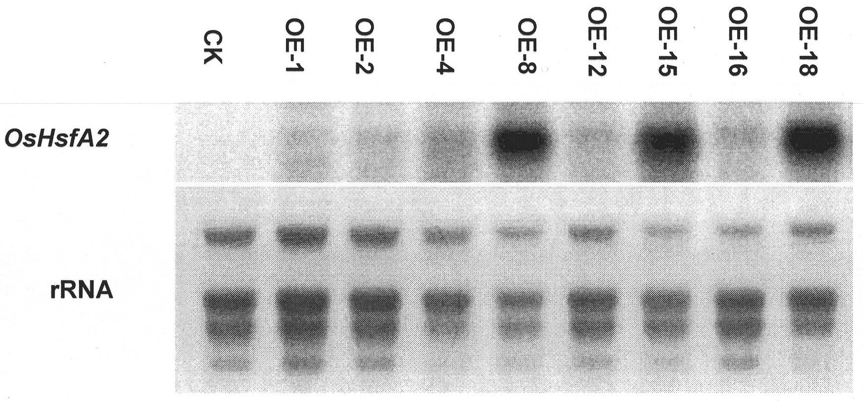 Application of rice heat stress transcription factor in novel variety cultivation