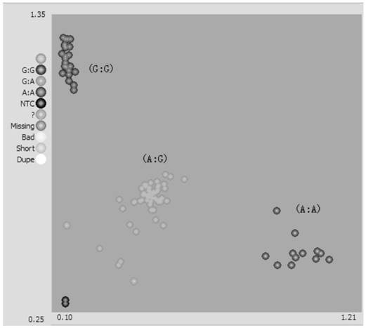 SNP marker related to pepper tomato spotted wilt virus disease resistance gene as well as specific primers and application of SNP marker