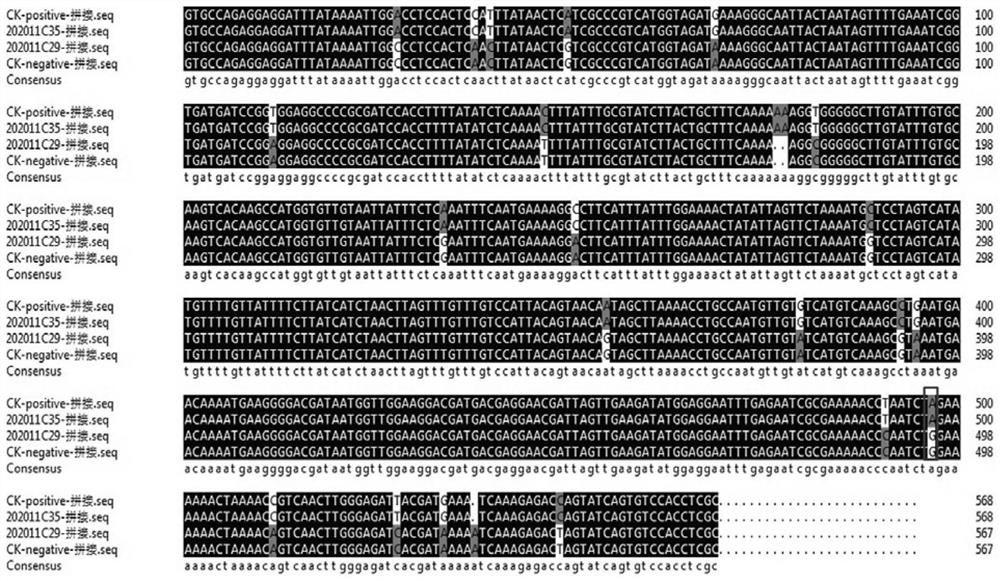 SNP marker related to pepper tomato spotted wilt virus disease resistance gene as well as specific primers and application of SNP marker