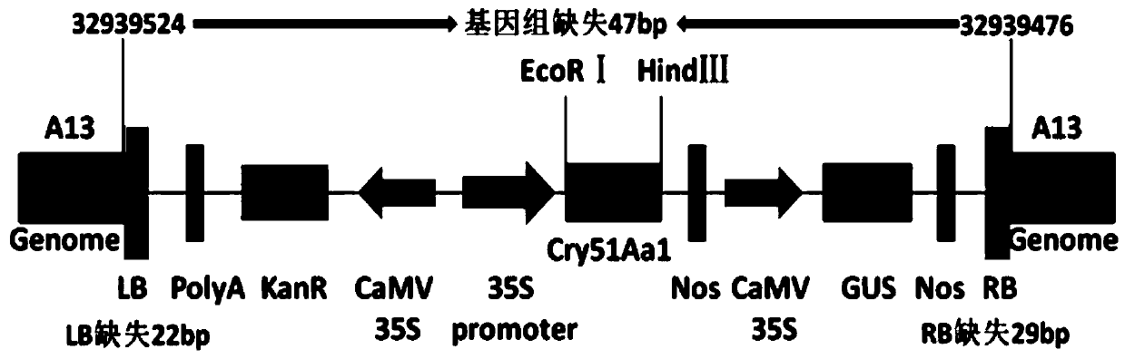 Upland cotton transformation event 19C006-59-11 and specificity identification method thereof