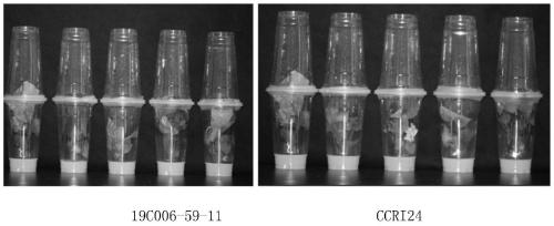 Upland cotton transformation event 19C006-59-11 and specificity identification method thereof