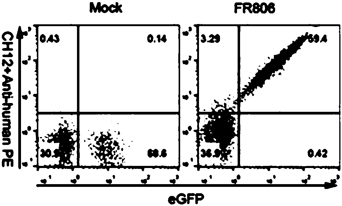 Fusion protein and applications thereof