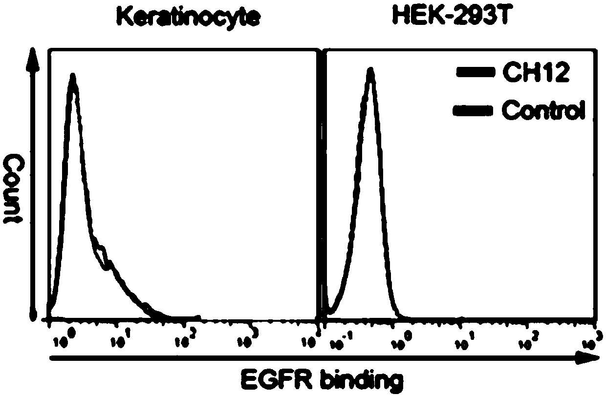 Fusion protein and applications thereof