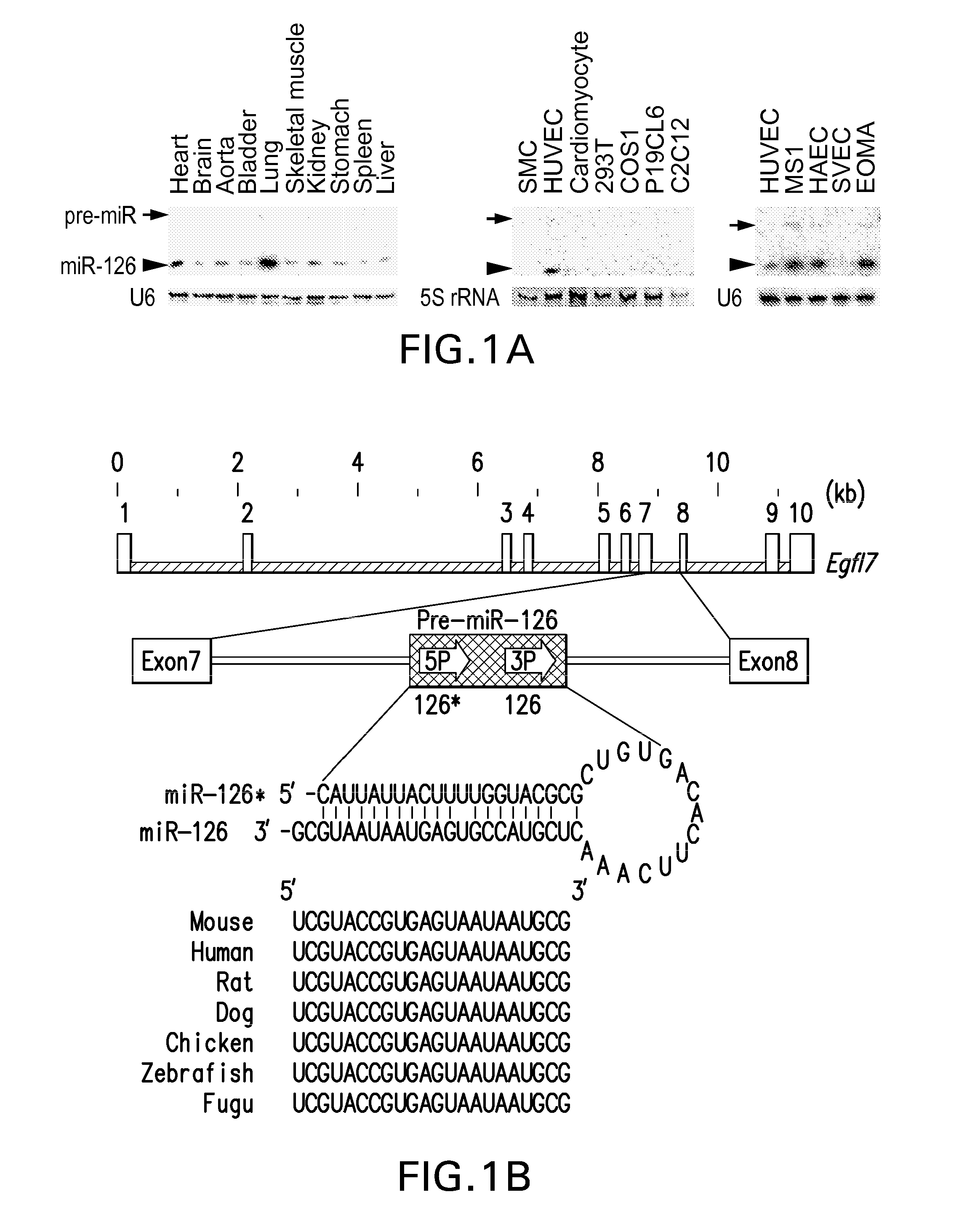 Micro-rna that promotes vascular integrity and uses thereof