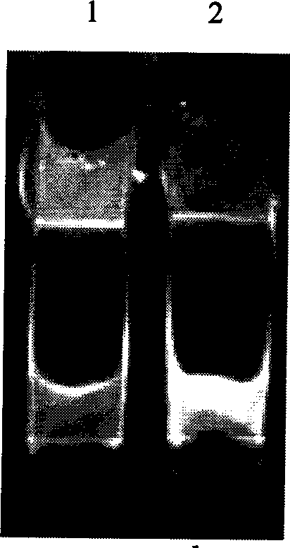 DNA immobilization method based on nucleic acid immobilization by gel and use thereof