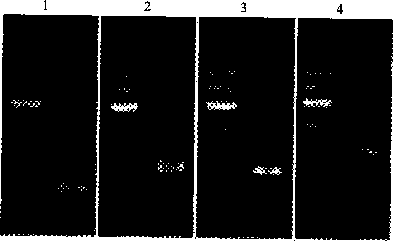 DNA immobilization method based on nucleic acid immobilization by gel and use thereof