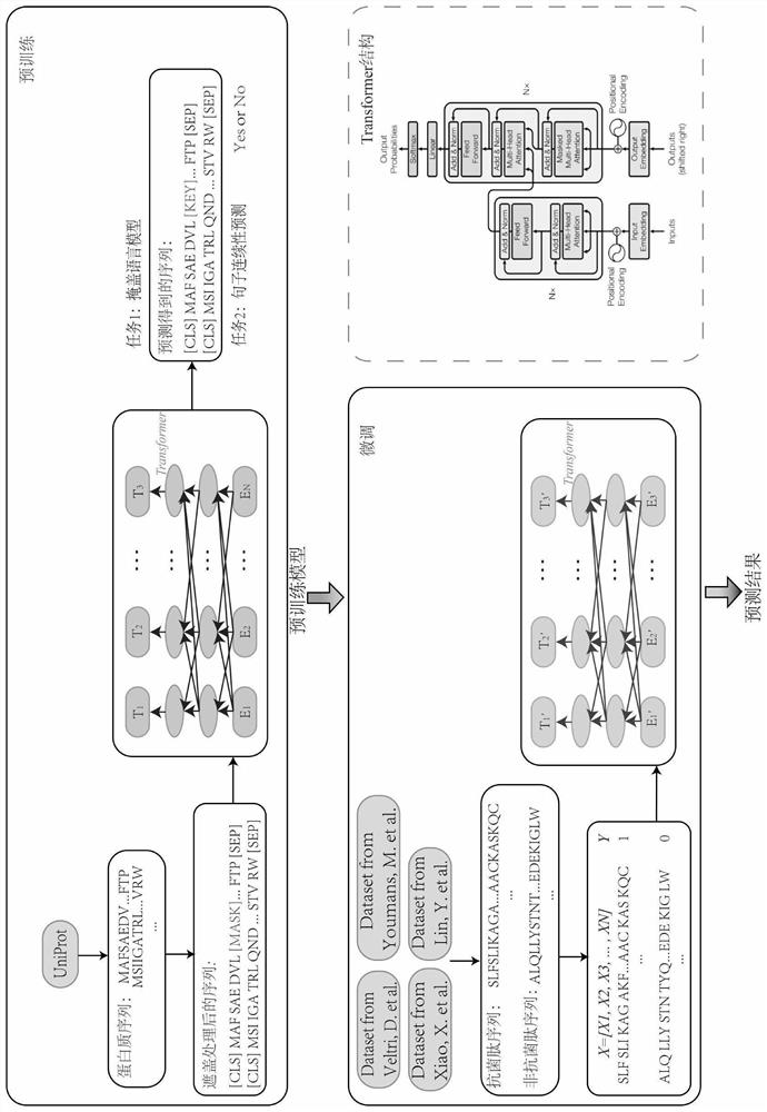 Antibacterial peptide prediction method and device based on protein pre-training representation learning