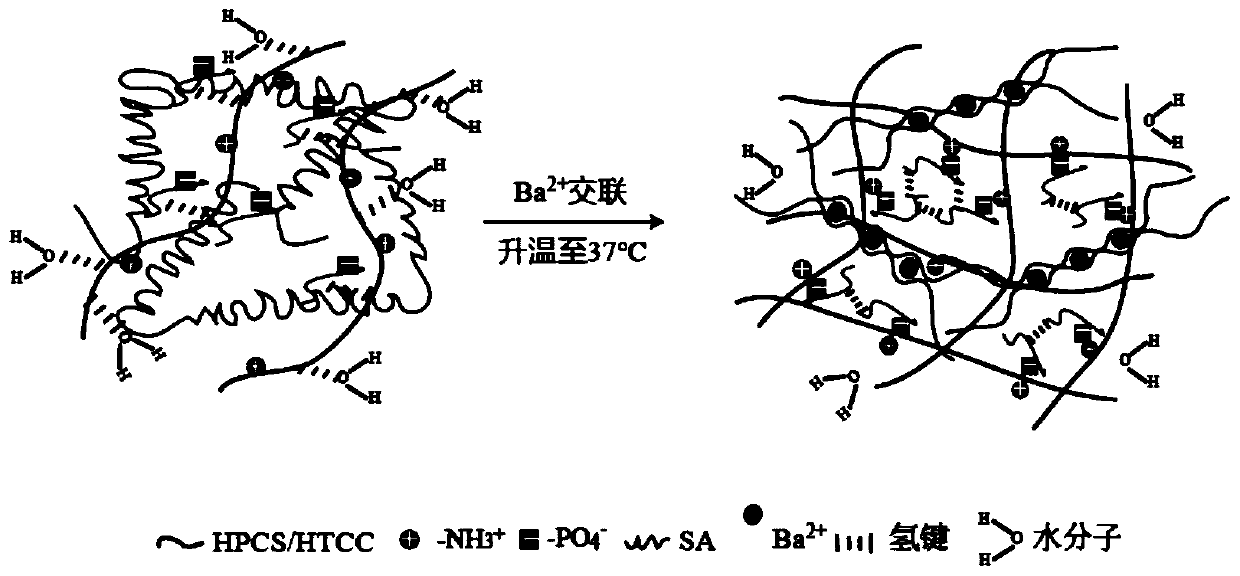 Hydroxypropyl chitosan-barium alginate injectable temperature-sensitive dual-network hydrogel as well as preparation method and application thereof