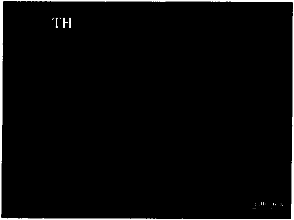 Method for inducing and differentiating into dopaminergic neuron from human amniotic sepithelial cell and application for separating obtained dopaminergic neuron