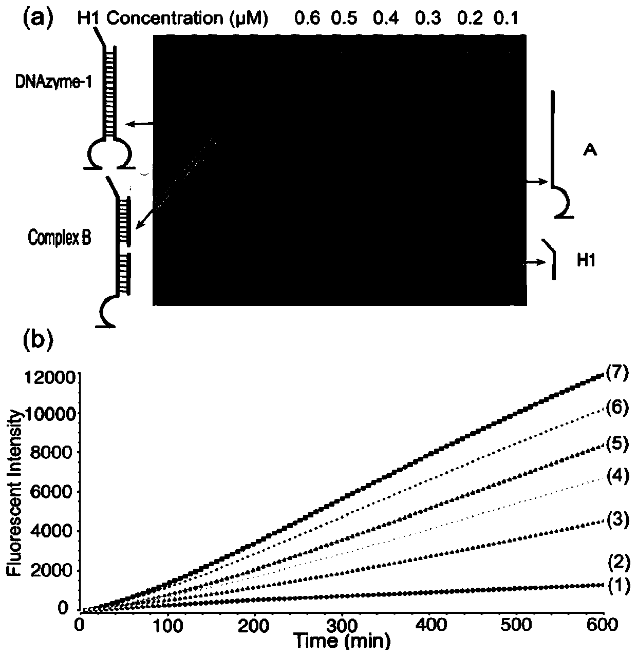 DNA molecular logic gate based on DNA ribozyme