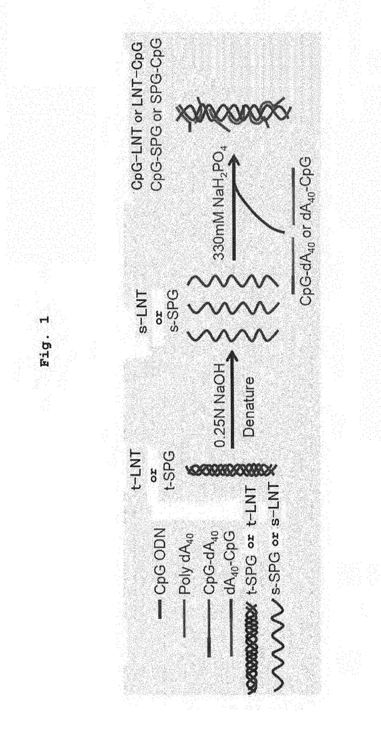 Complex containing oligonucleotide having immunopotentiating activity and use thereof