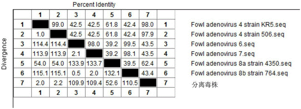 I-colony fowl adenovirus 4 strain and application thereof