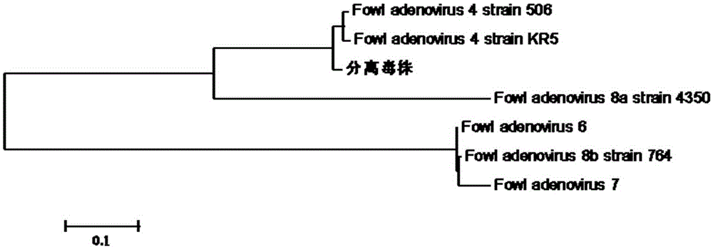 I-colony fowl adenovirus 4 strain and application thereof