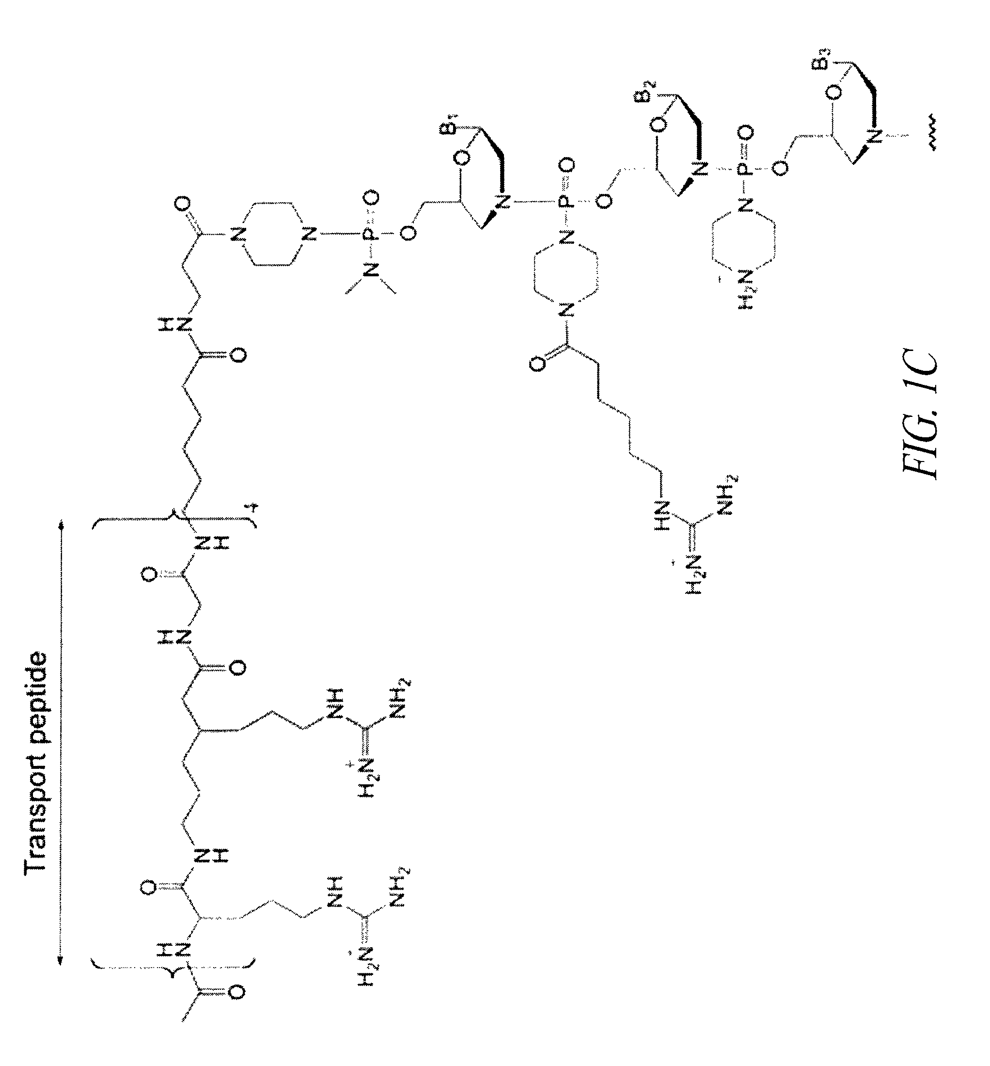 Oligonucleotide analogues having modified intersubunit linkages and/or terminal groups